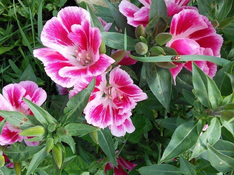 Clarkia: The Shade-Tolerant Surprise