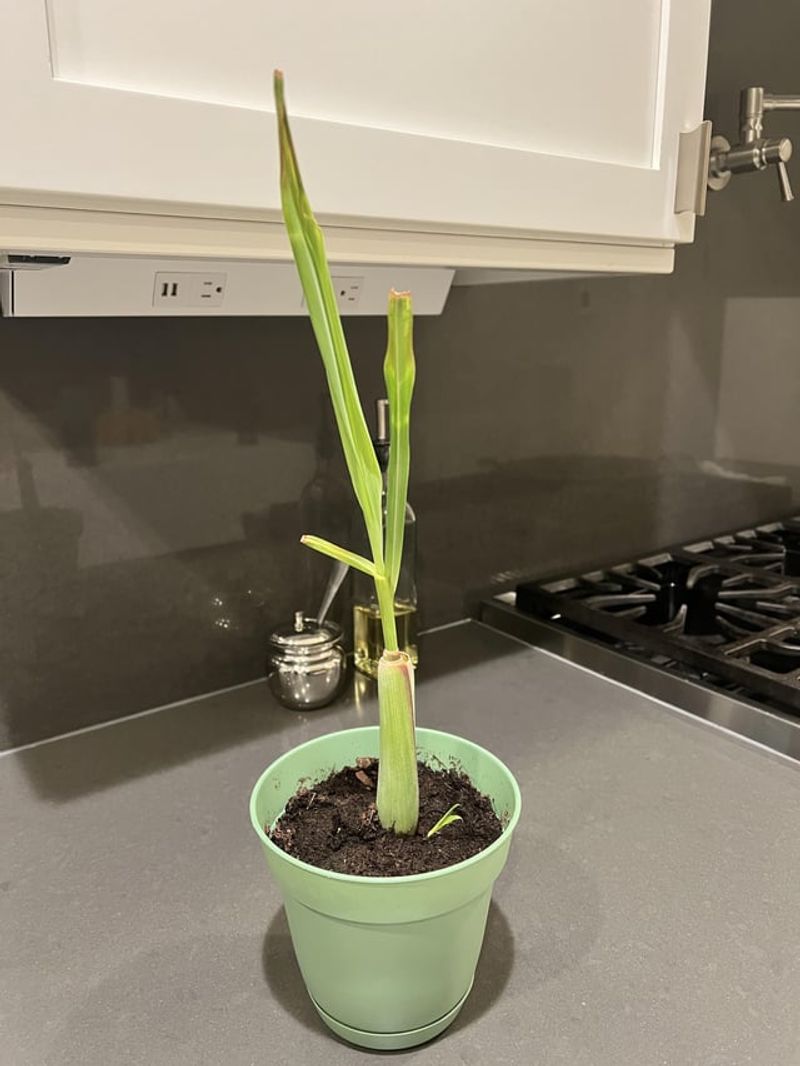 Lemongrass: The Tropical Flavor Enhancer