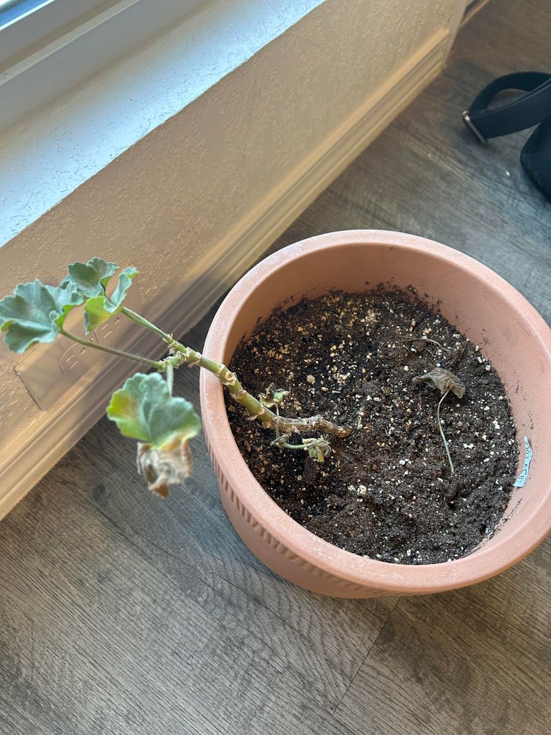 Apply Fertilizer When Soil Is Moist