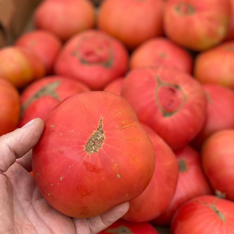 Brandywine Tomatoes