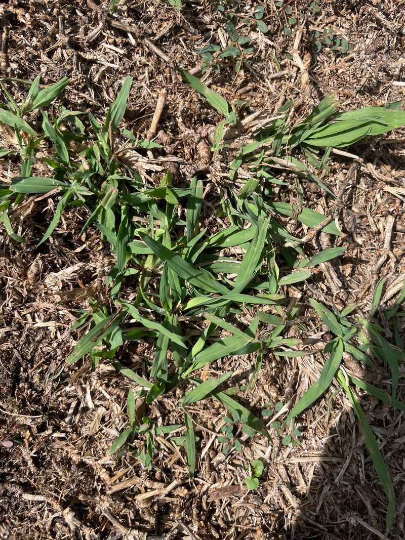 Drought Dormancy