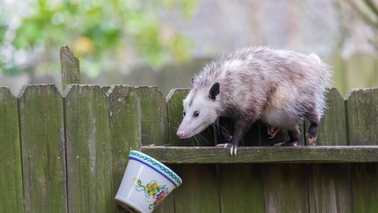 possum in a yard