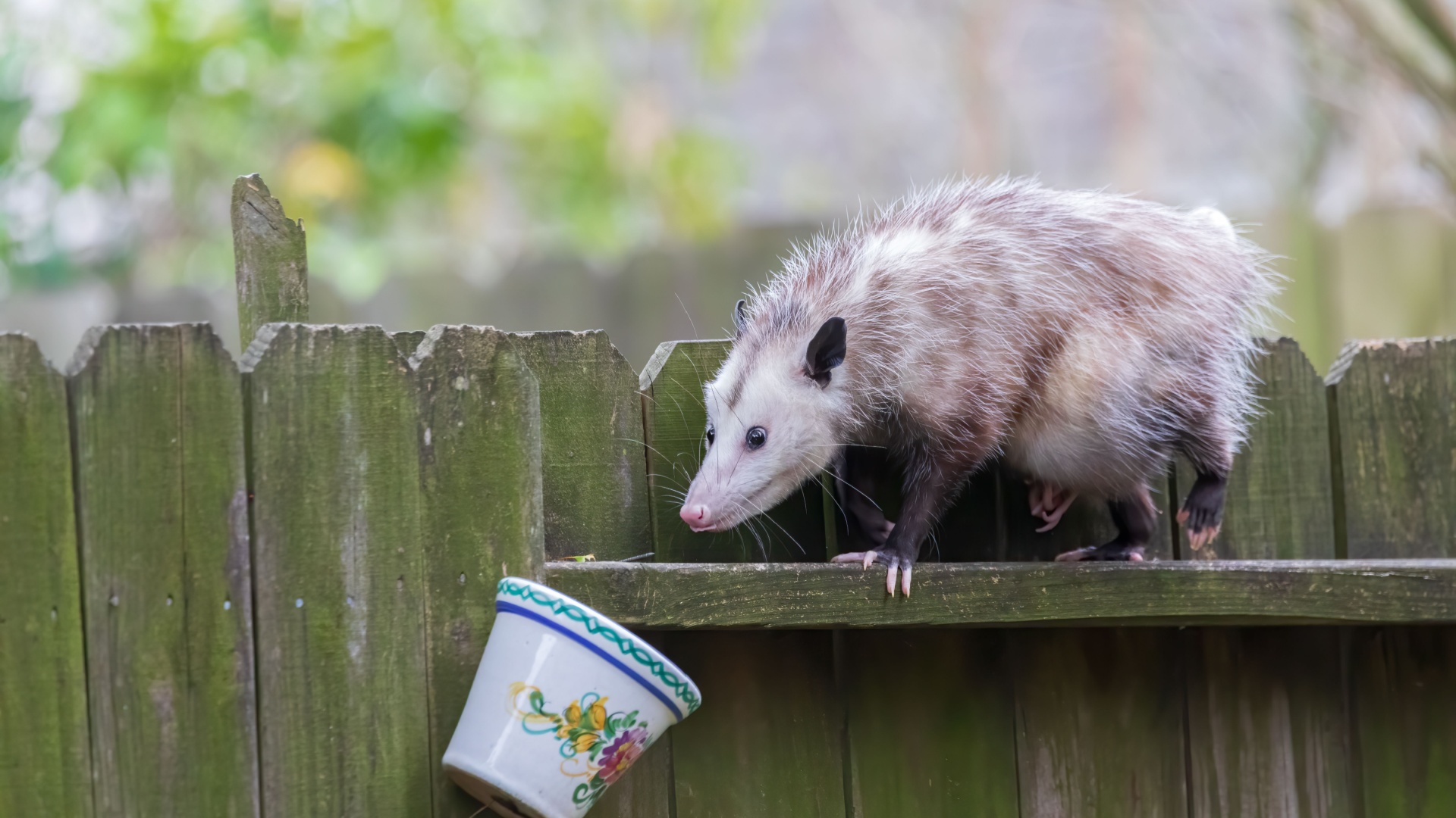 Discover 15 Smells That Possums Absolutely Hate