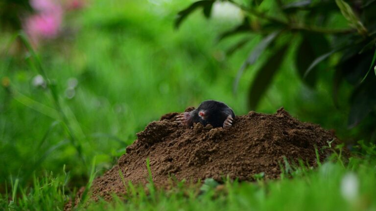 moles in garden