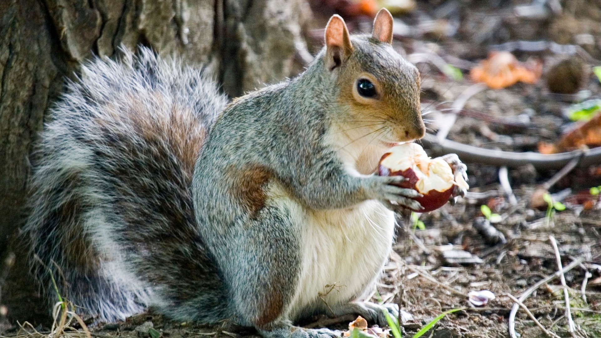 chipmunk