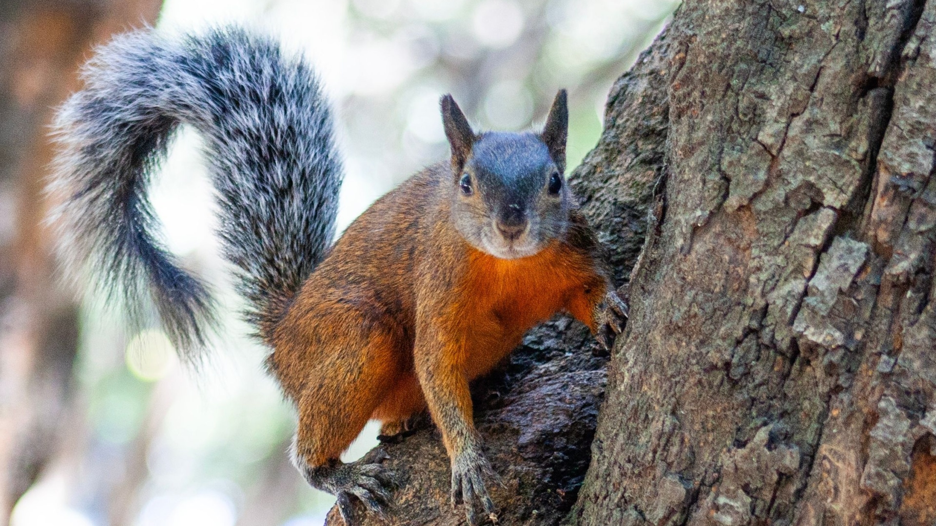 chipmunk
