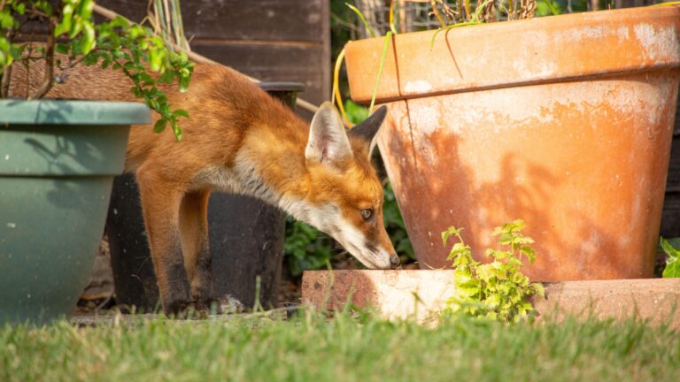 fox in yard