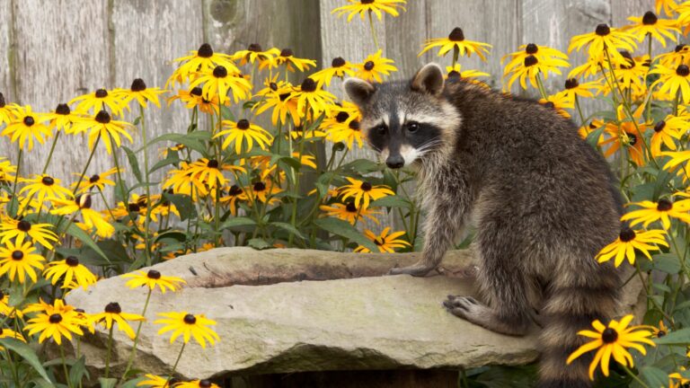 raccoon on a tree stump
