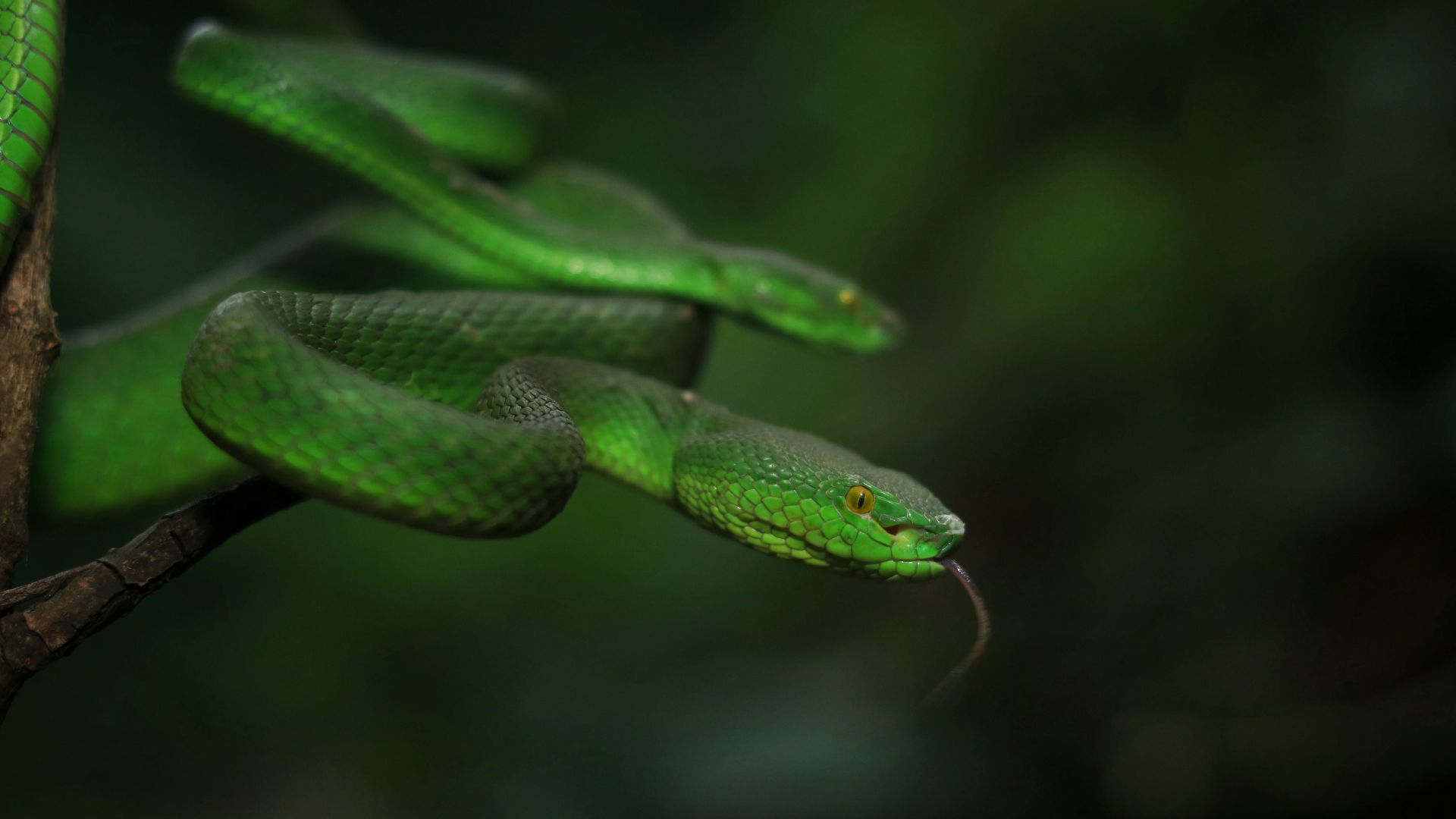 snakes in garden