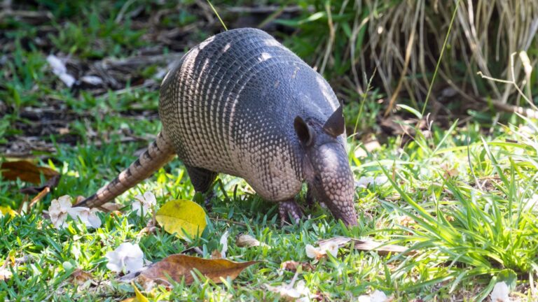 armadillo in garden