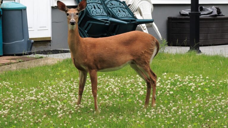 deer in yard