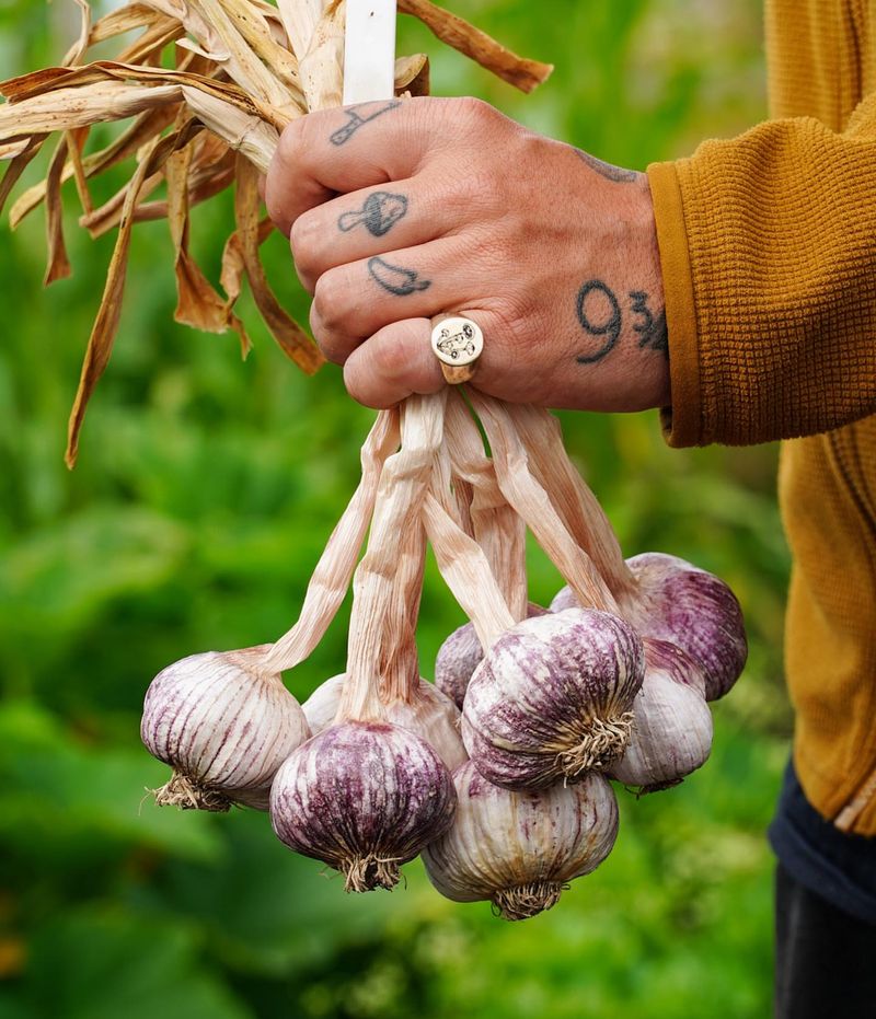 Pungent Garlic Aroma