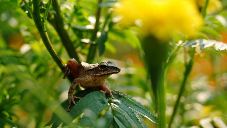frogs in garden