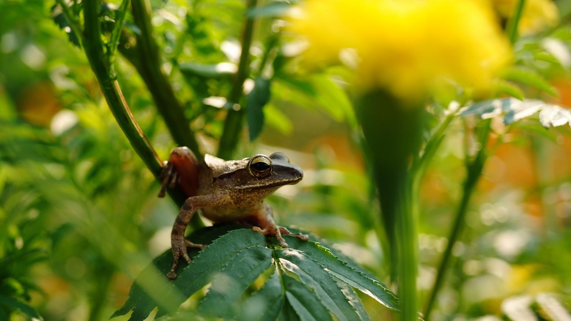 Discover 18 Smells That Frogs Absolutely Hate