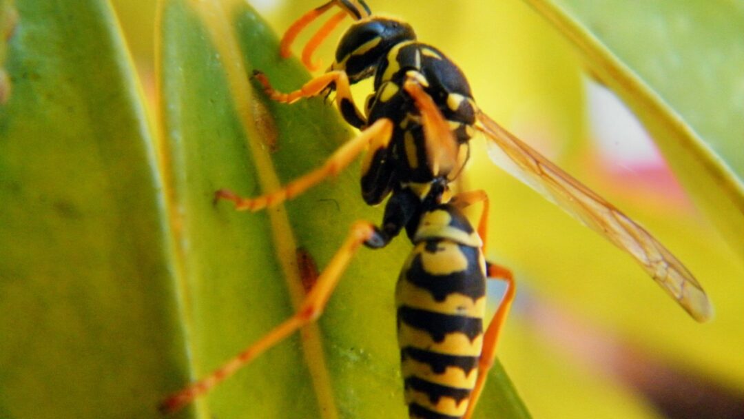 Echa Insect Discover 19 Smells That Wasps Absolutely Hate