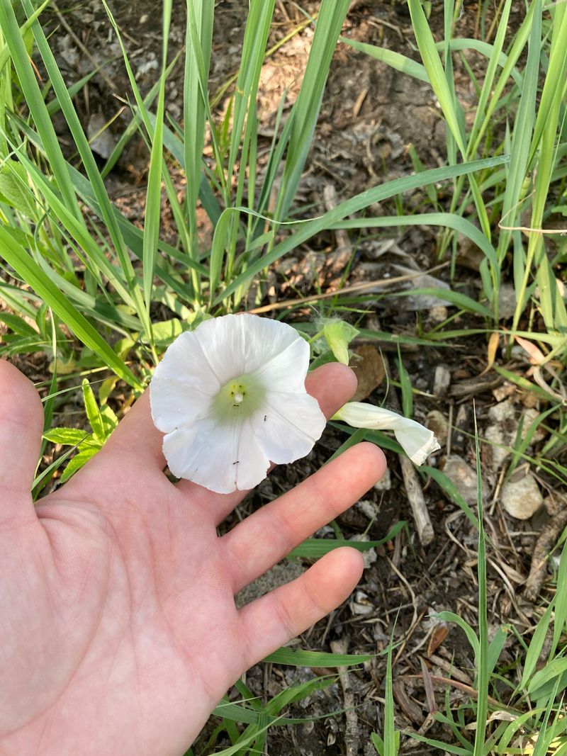 Skipping Pre-Planting Preparation