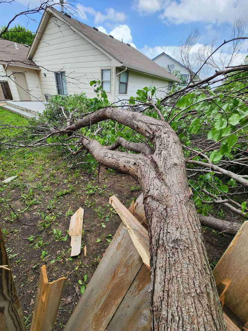 Improper Tree Removal