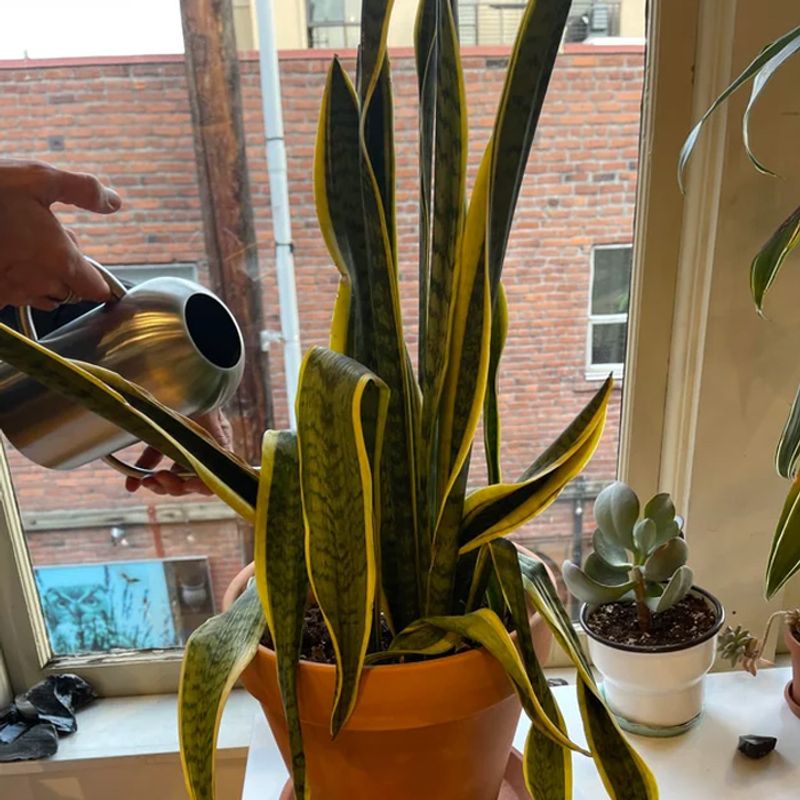 Fertilize Sparingly But Strategically