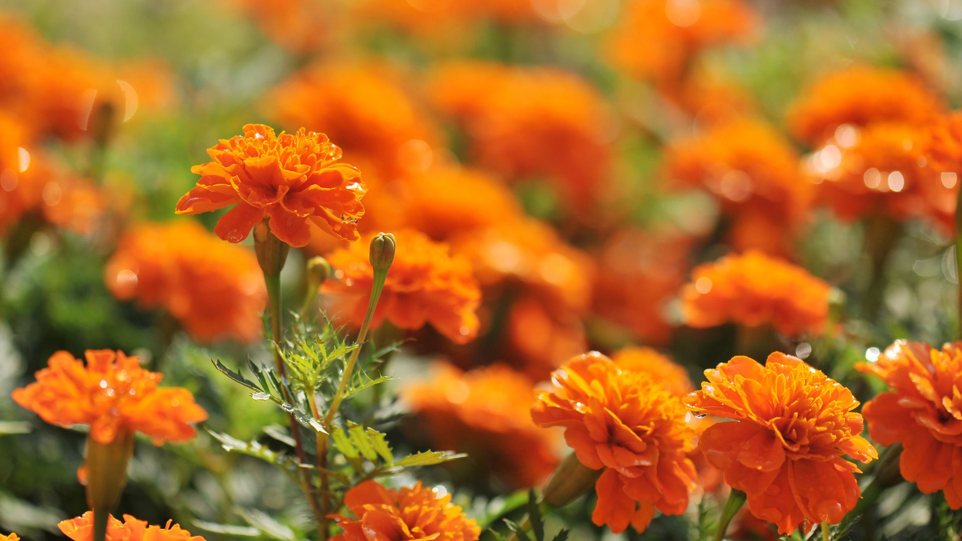 marigolds