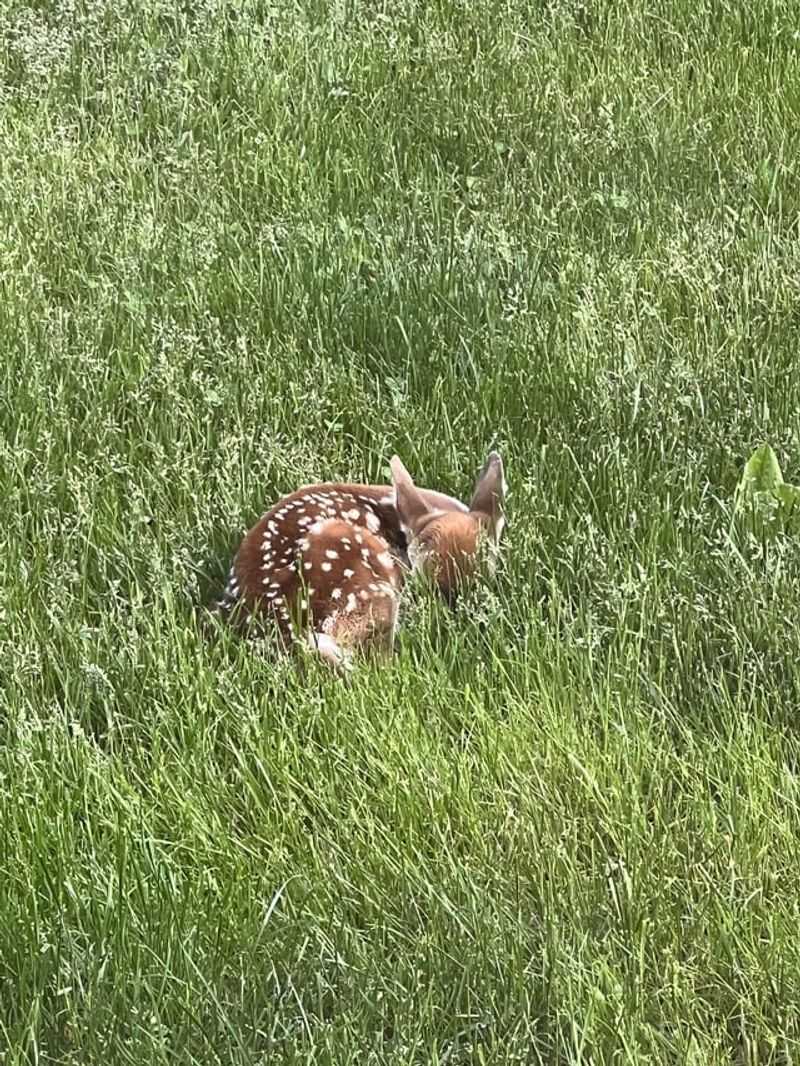 Contact Wildlife Authorities Only If Necessary