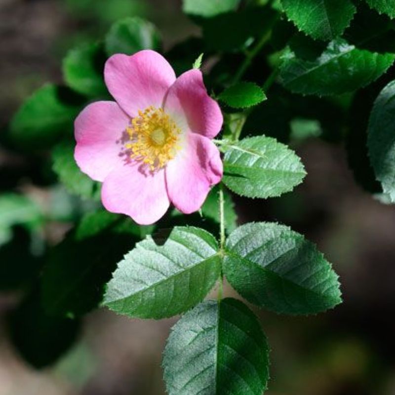 Sweetbriar Rose (Rosa rubiginosa)