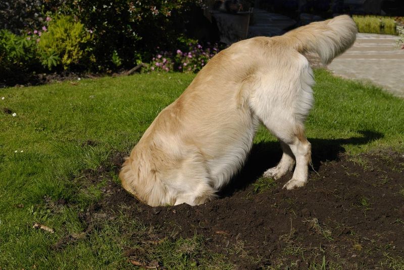 Doggy Dig Deterrent