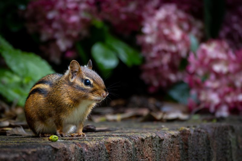 Chipmunk-Proof Bulb Plantings