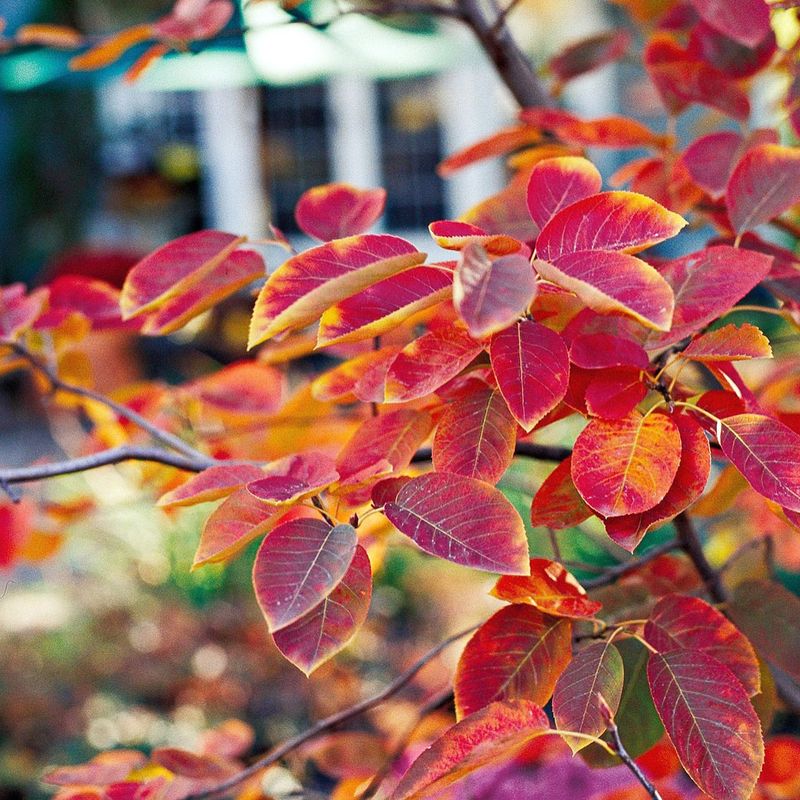 Serviceberry