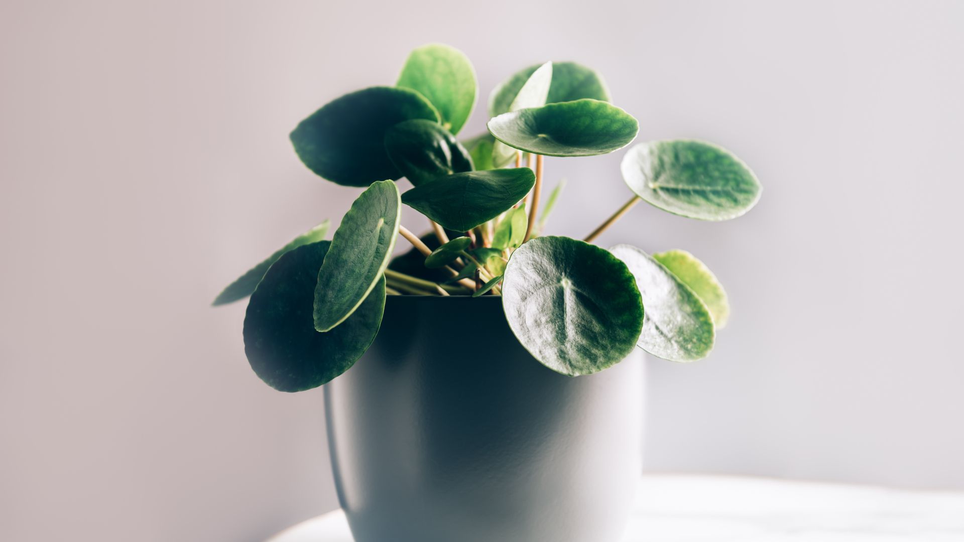 Don’t Forget To Repot These Indoor Plants In California