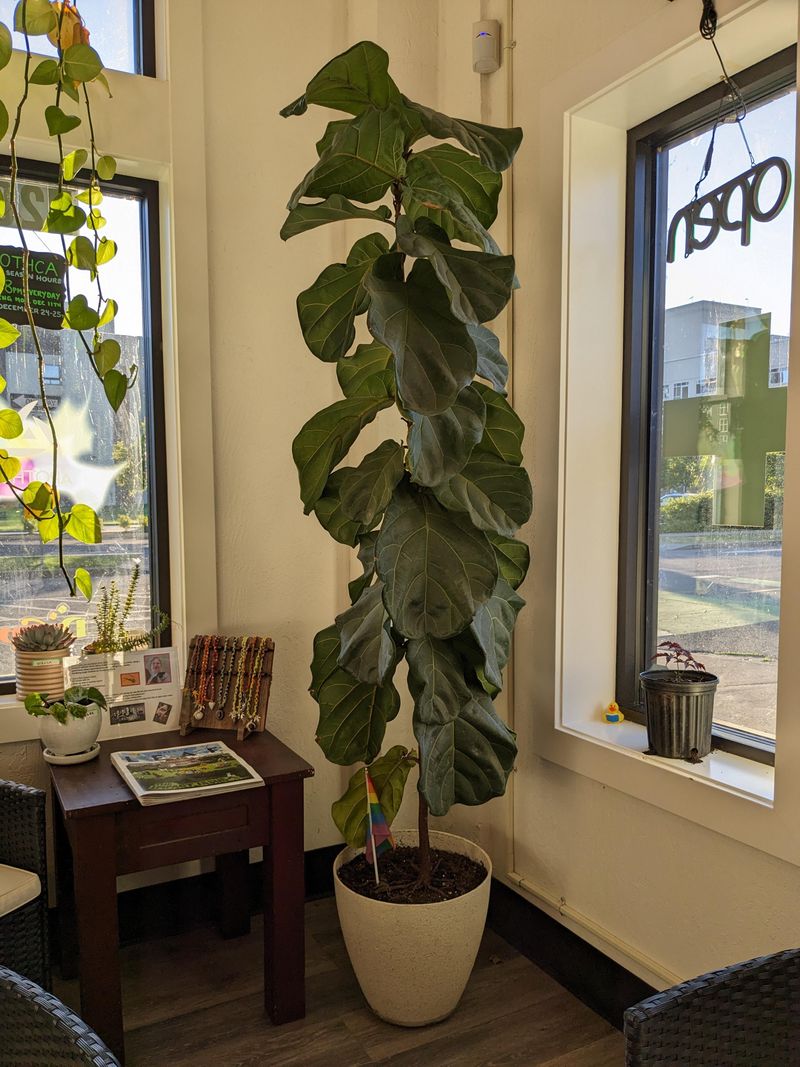 Fiddle Leaf Fig
