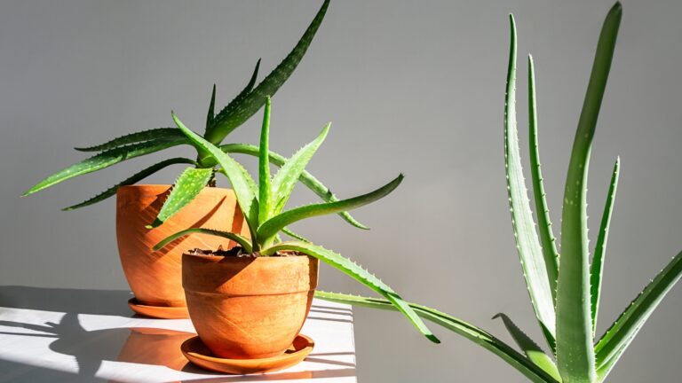 Aloe Plant