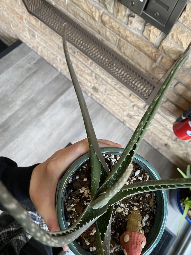Curling Leaves