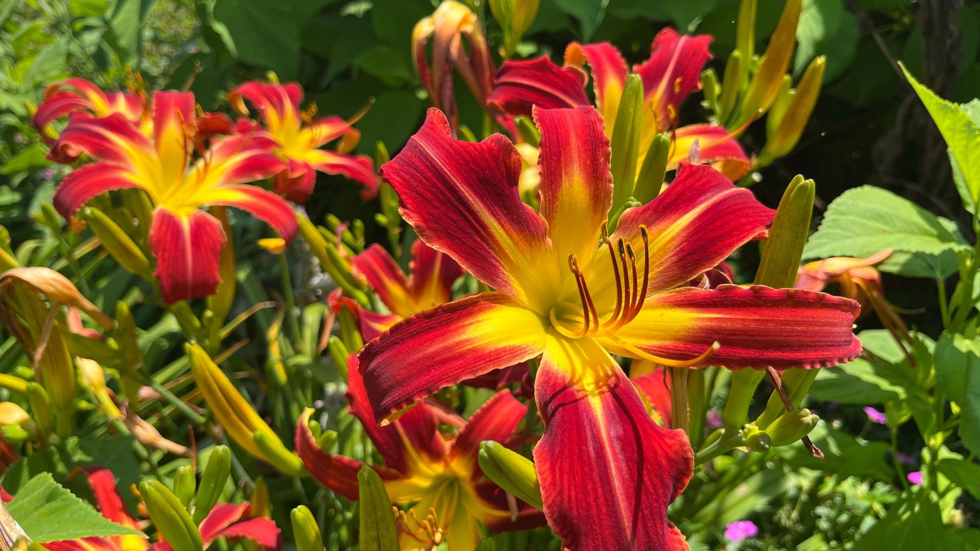 Don’t Let August Heat Kill These Perennials In Arkansas