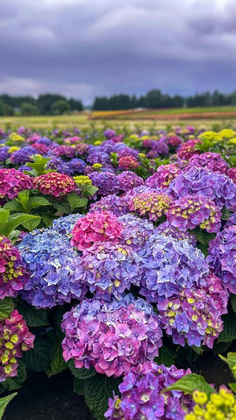 Hydrangeas (Macrophylla Varieties)