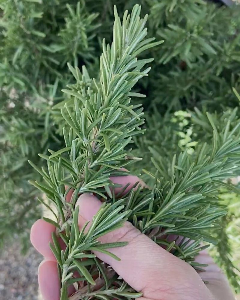 Rosemary's Evening Ritual