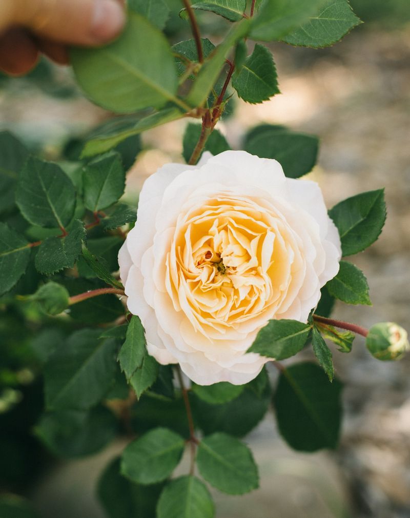 Hybrid Tea Roses Sacrifice Pollen for Perfection