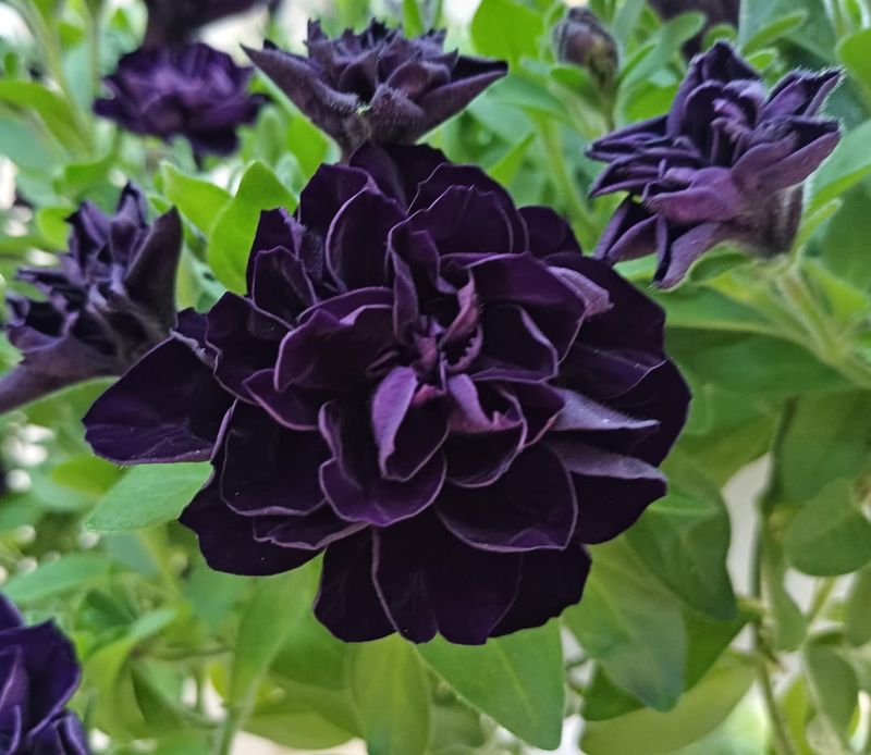 Modern Double Petunias