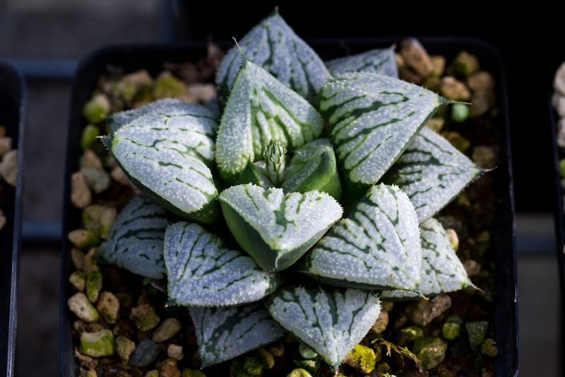 Haworthia