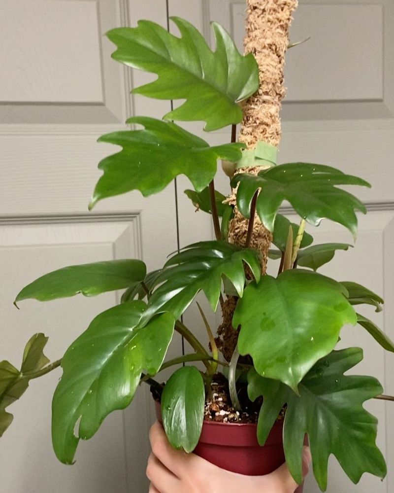 Philodendron Predicaments