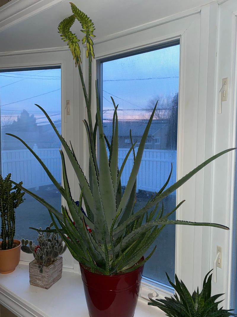 Aloe Vera