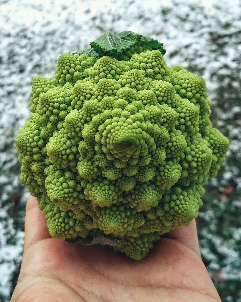Romanesco Broccoli