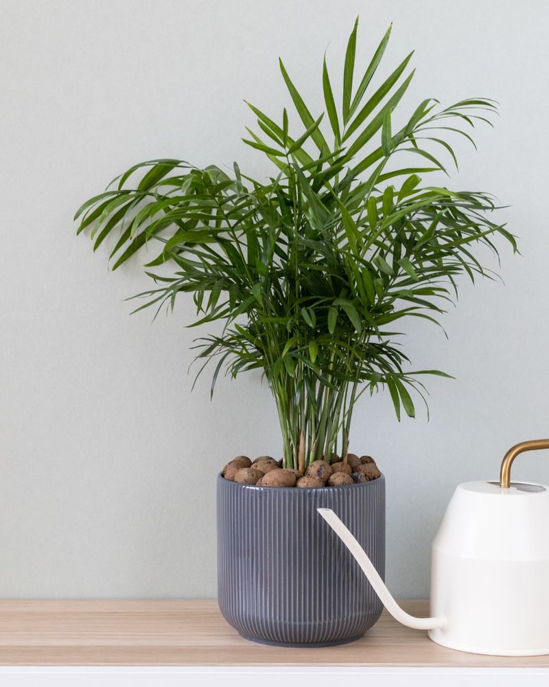 Parlor Palm