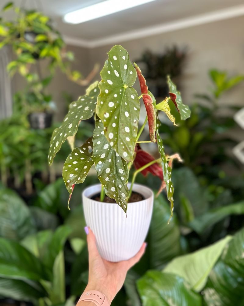 Polka Dot Begonia (Begonia maculata)