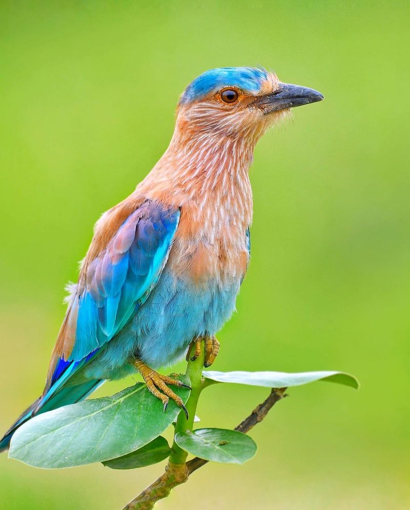Birds