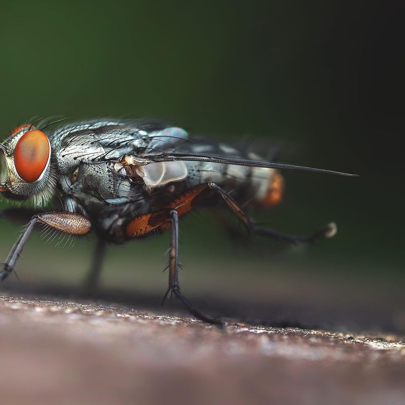 Tachinid Flies