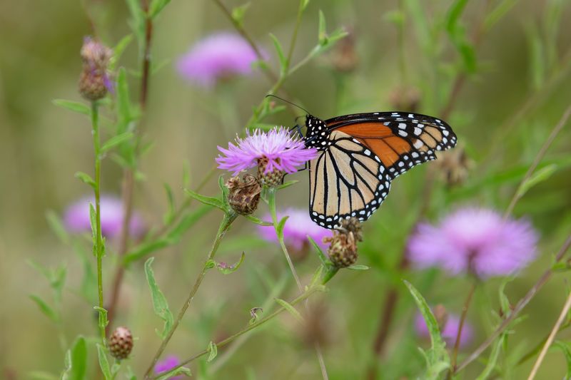 Butterflies