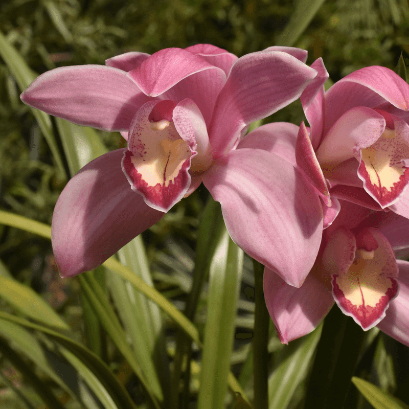 Elegant Orchids