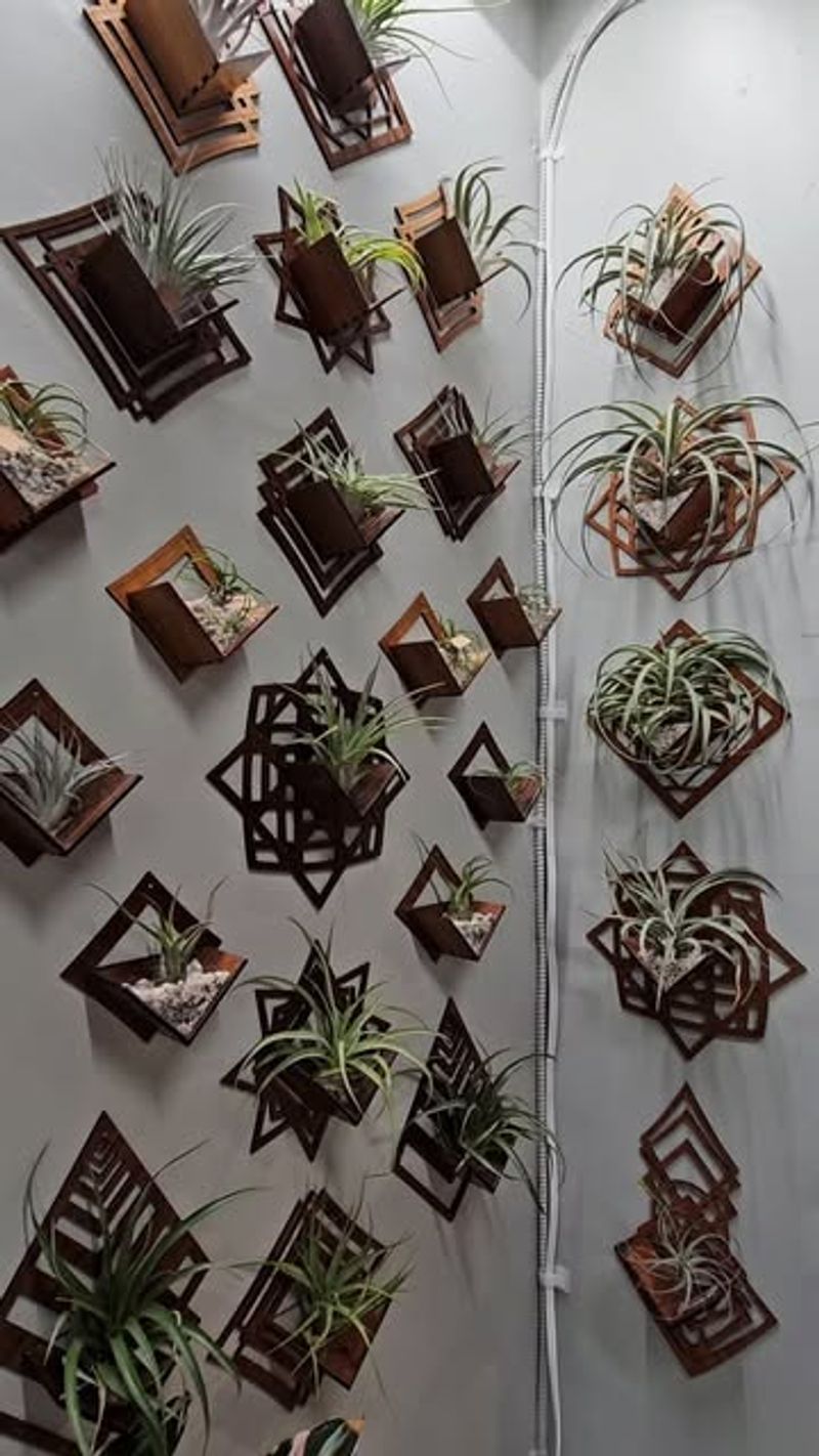 Air Plant Wall Art
