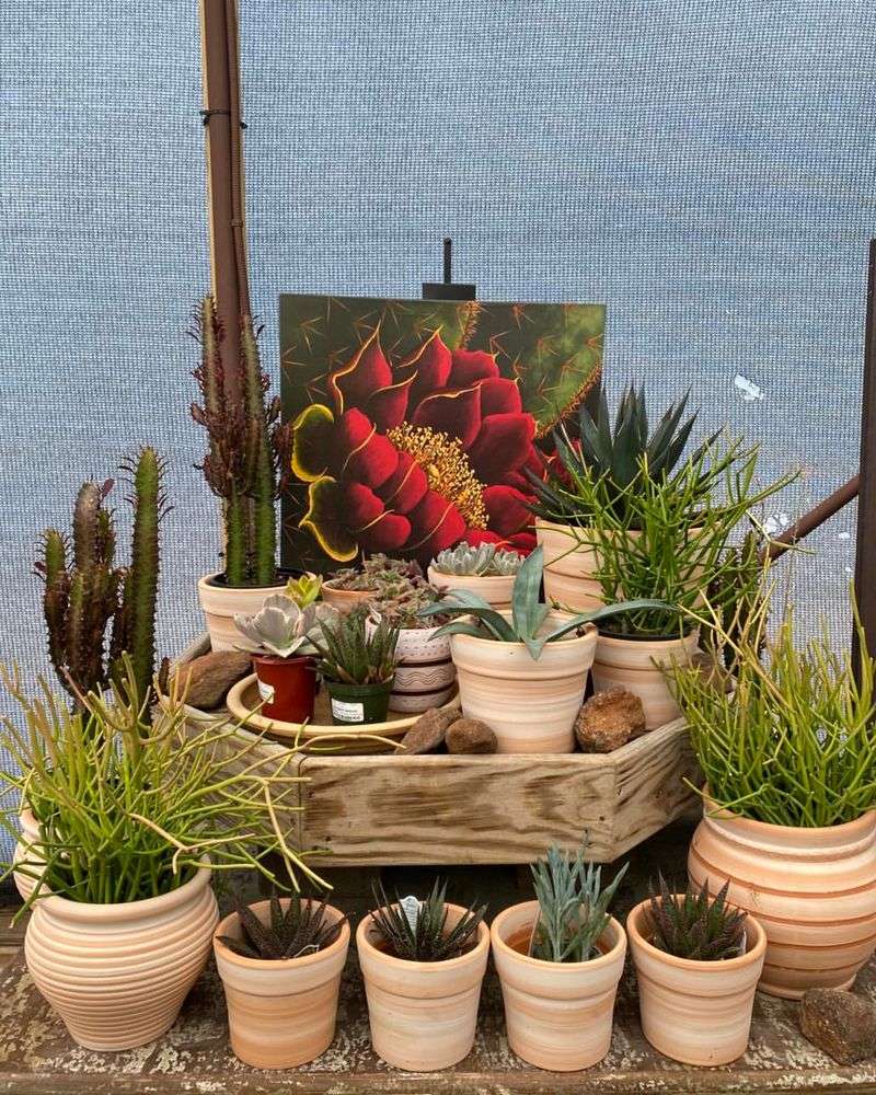 Potted Cacti Gardens