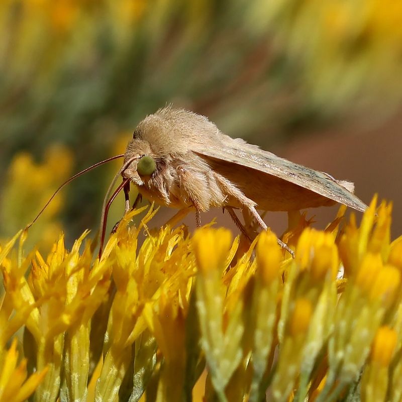 Corn Earworms